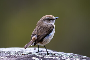 Tec tec,ile de la Réunion,974,oiseau,cascade