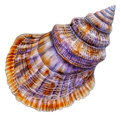 Fototapeta premium PNG Detailed spiral shell on white surface