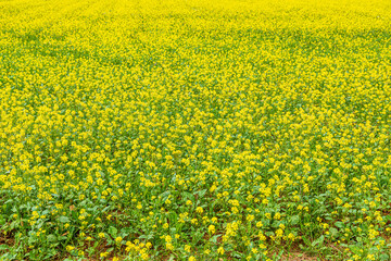 A field of bright yellow charlock mustard growing near the Cotswold village of Lower Swell, Gloucestershire, England UK