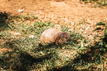 Discover the animals of the Peaugres safari in France