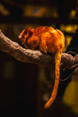 Discover the animals of the Peaugres safari in France