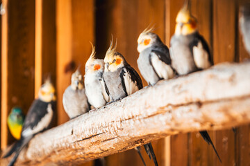 Discover the animals of the Peaugres safari in France