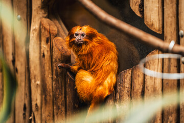 Discover the animals of the Peaugres safari in France