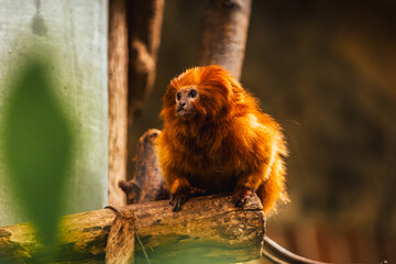 Discover the animals of the Peaugres safari in France