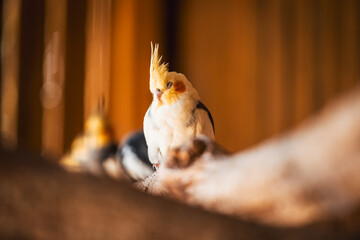 Discover the animals of the Peaugres safari in France