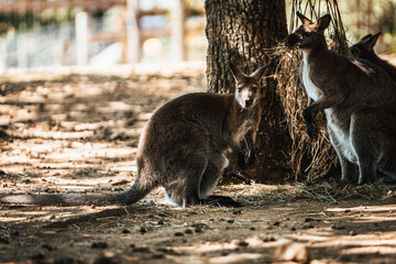 Discover the animals of the Peaugres safari in France