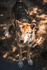 Discover the animals of the Peaugres safari in France