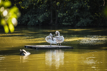 Discover the animals of the Peaugres safari in France