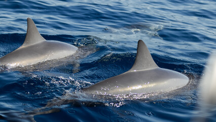 Fototapeta premium Dauphin,Baleine,cétacé,île de la Réunion,Mer,Saint-Gilles,974,ailerons