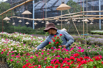 Young Asian gardener is choosing flowering plant from the local garden center nursery full of summer plant for weekend gardening and outdoor hobby