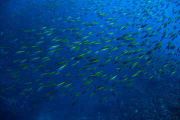 魚の群れ