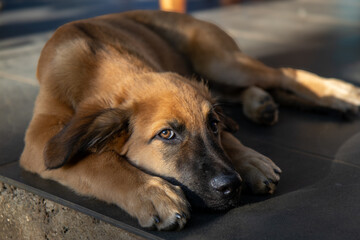 Ile de la Réunion,974,Paille en queue,usine,le gol, chien, feu d'artifice,cap jaune,falaise,paradis du fruit,cinema © Vincent DIjoux