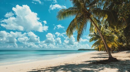 A palm tree is on a beach with a clear blue sky, peaceful and relaxing, a sense of tropical paradise