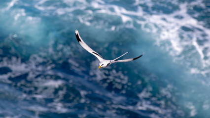 Ile de la Réunion,974,Paille en queue,usine,le gol, chien, feu d'artifice,cap jaune,falaise,paradis du fruit,cinema © Vincent DIjoux
