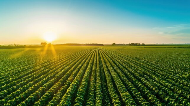 Wonderful landscape from a soy plantation, Aerial high view, early stage soy, higher field on background, spectacular clean blue sky above with sunrising.