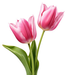 Fototapeta premium PNG Vibrant pink tulips blooming beautifully.