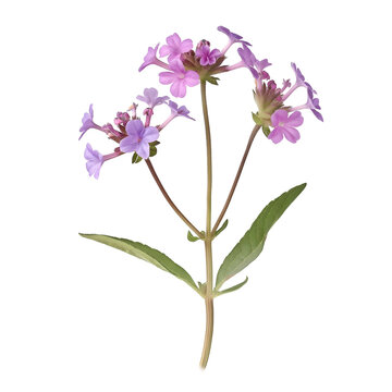 Common verbena, Vervain, Herb, Isolated on Transparent Background, Graphic Resource for Gourmet Advertising, Menu Design, Website Banners, Packaging, and Social Media Campaigns