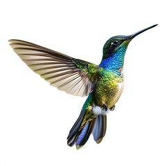 Fototapeta premium A vibrant hummingbird with iridescent green, blue, and brown feathers hovers mid-flight against a white background.