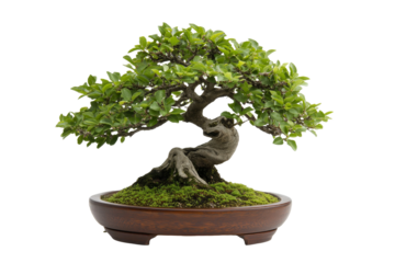A beautiful bonsai tree displaying intricate branches and lush foliage in a small wooden planter on a bright, clear day