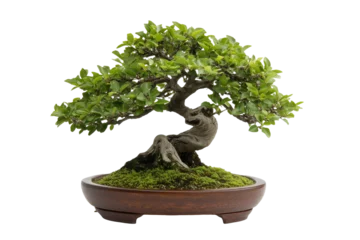 Fototapete Rund A beautiful bonsai tree displaying intricate branches and lush foliage in a small wooden planter on a bright, clear day © woters