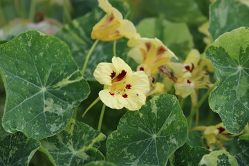 Tropaeolum majus. Red and yellow nasturtium flowers in garden.