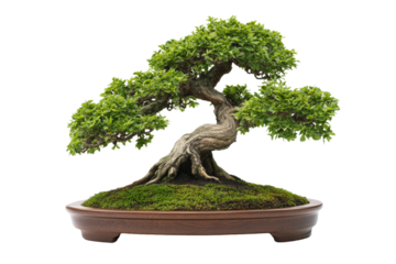 A beautifully crafted bonsai tree showcasing intricate twists and lush foliage displayed in a wooden pot against a simple background