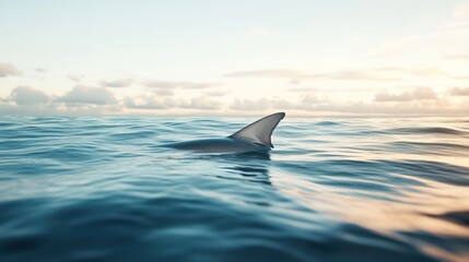 Fototapeta premium A shark swimming in the ocean.