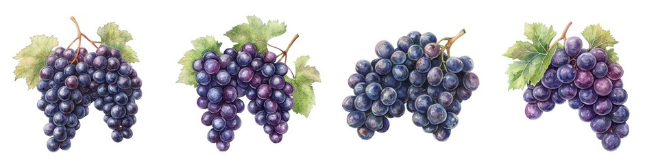 Fototapeta premium A bunch of grapes, fruit element, watercolor illustration, deep purple, isolated on white background