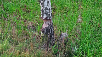 Bottom of Thick Tree Trunk Chewed Gnawed Damaged by Wild Beaver