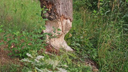 Bottom of Thick Tree Trunk Chewed Gnawed Damaged by Wild Beaver