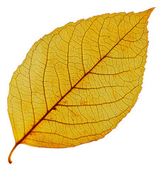 Obraz premium PNG A detailed yellow leaf showcasing autumn's beauty