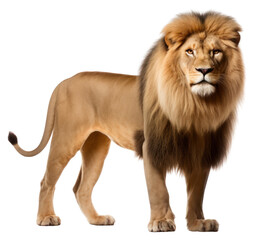 Obraz premium PNG Wildlife mammal animal carnivora.