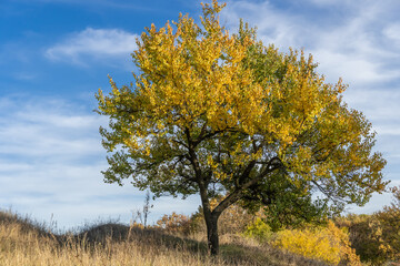 Wild apricot tree with yellow leaves in meadow in autumn. Lonely stone fruit plant among dry fall grass. Branchs prunus armeniaca with gold color foliage. Sunny valley and clear blue sky. Mood nature.