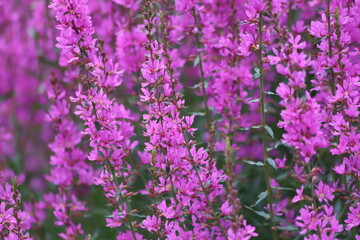 Lythrum salicaria. Purple loosestrife flowers in bloom.