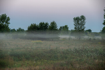 A soft summer morning mist drapes the fields near the city at the end of August, weaving through the golden grasses and whispering the promise of a new day