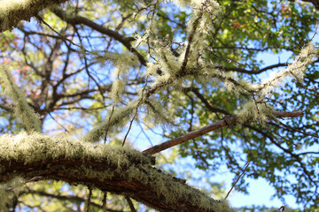 Ramas de árbol verde con vegetación de liquen bajo un cielo azul en verano