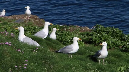 Herring Gulls, Larus argentatus, on clifftop. in Spring. Cornwall, England. UK
