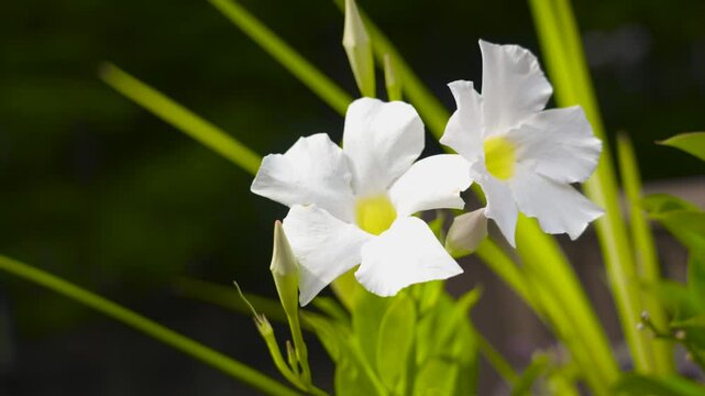 Intense vortex spin out from planter of lillies.