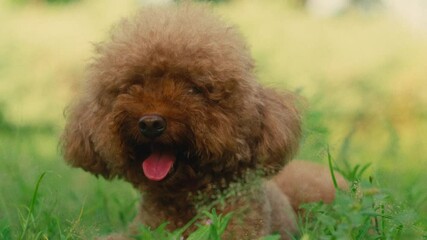 close up of poodle red hair breed dog sitting in a park