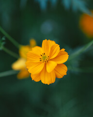 yellow flower with bee