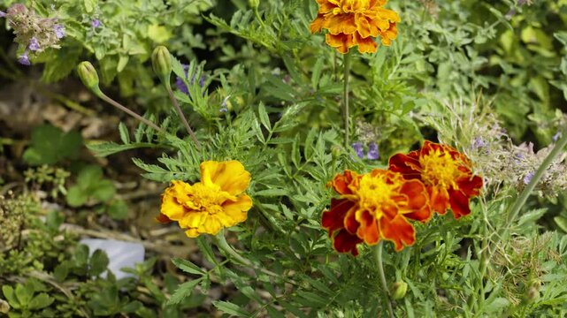 Lush colors of fire on Marigold Petals.