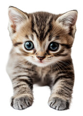 Fototapeta premium PNG Cute tabby kitten curiously exploring indoors