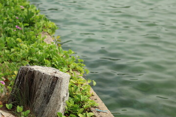 A large tree stump sits in front of a body of water. The water is calm and the surrounding area is lush with green plants. Concept of tranquility and peacefulness