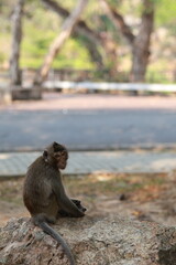 A monkey is sitting on a rock in a park. The monkey is looking at the camera. The scene is peaceful and calm