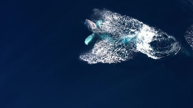 Humpback Whale playing carelessly with huge chin slaps using its body to produce huge splashes after a 360 breach in perfect ocean conditions off the coast of Southern California.