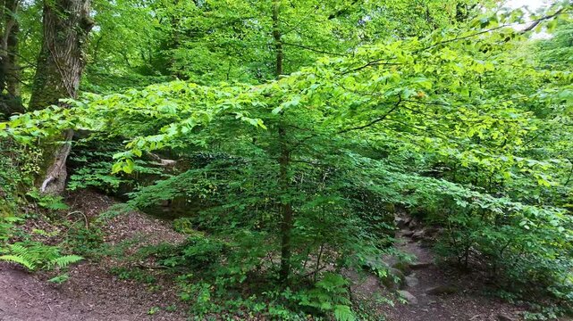 Approaching movement about the Val Sans Retour park forests, Tr&eacute;horenteuc, France.