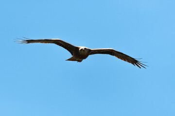 Milan royal,.Milvus milvus , Red Kite