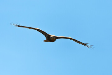 Milan royal,.Milvus milvus , Red Kite