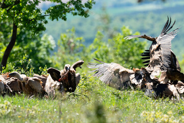 Vautour moine,.Aegypius monachus, Cinereous Vulture, Vautour fauve,.Gyps fulvus, Griffon Vulture,,...