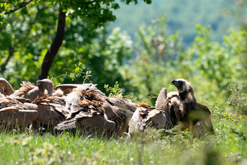 Vautour moine,.Aegypius monachus, Cinereous Vulture, Vautour fauve,.Gyps fulvus, Griffon Vulture,,...